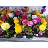 Tray of ranunculus