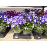 Tray containing 4 potted Senetti