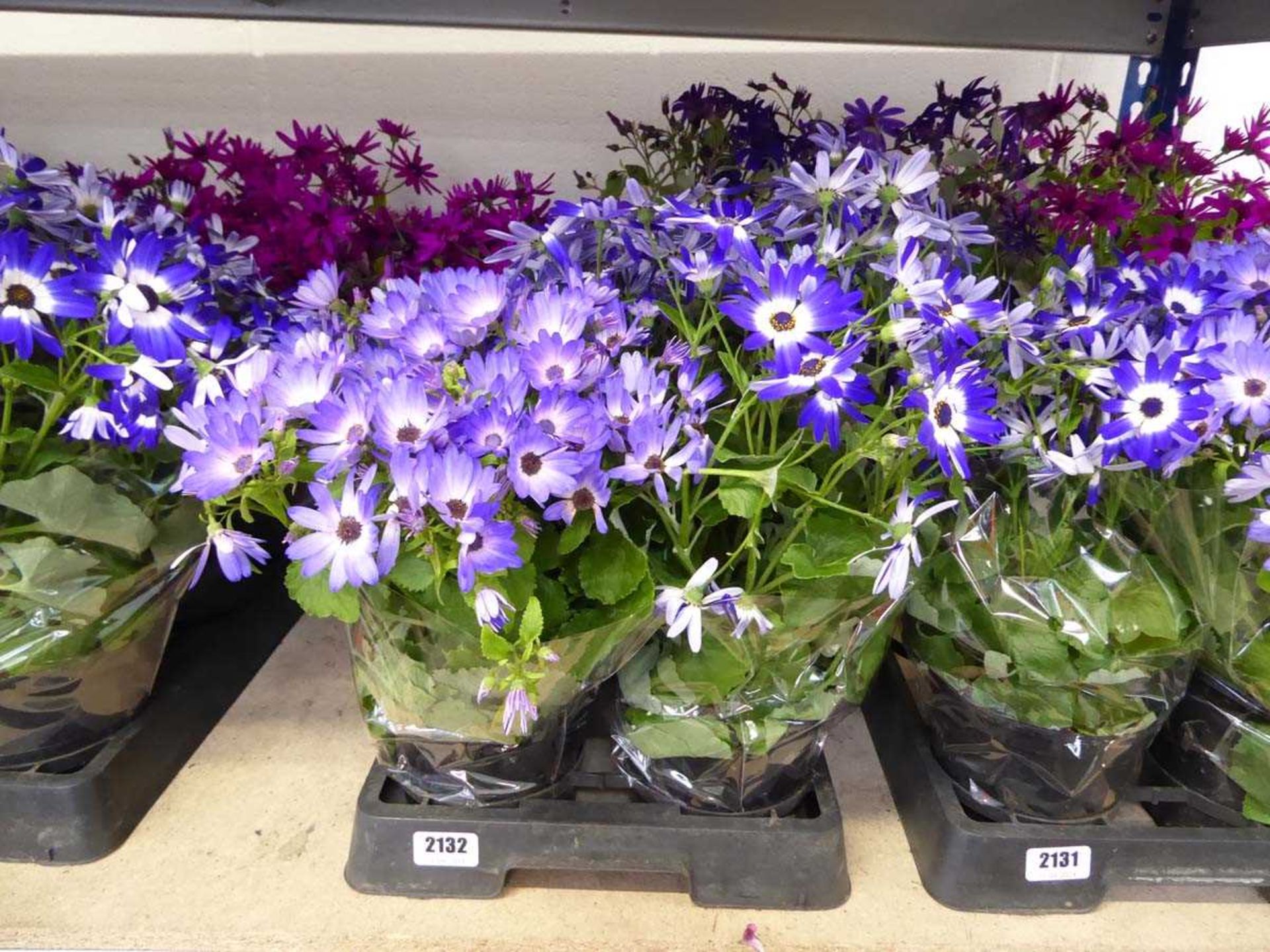 Tray containing 4 potted Senetti