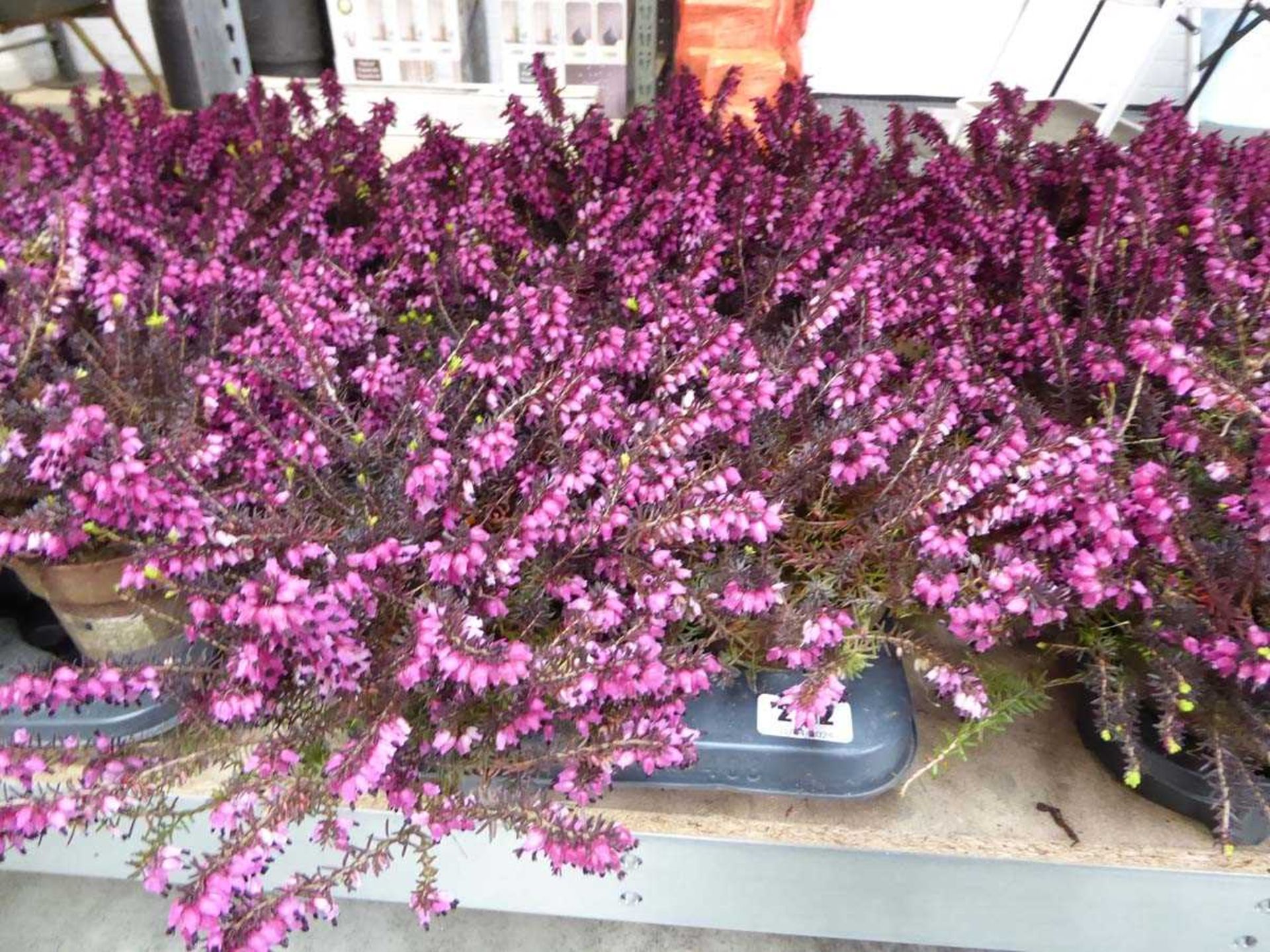 Tray of heather