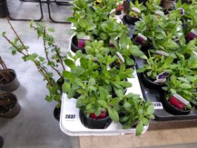 Tray of petunia plants