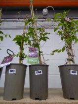 Potted clematis