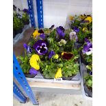 1 tray of pansy