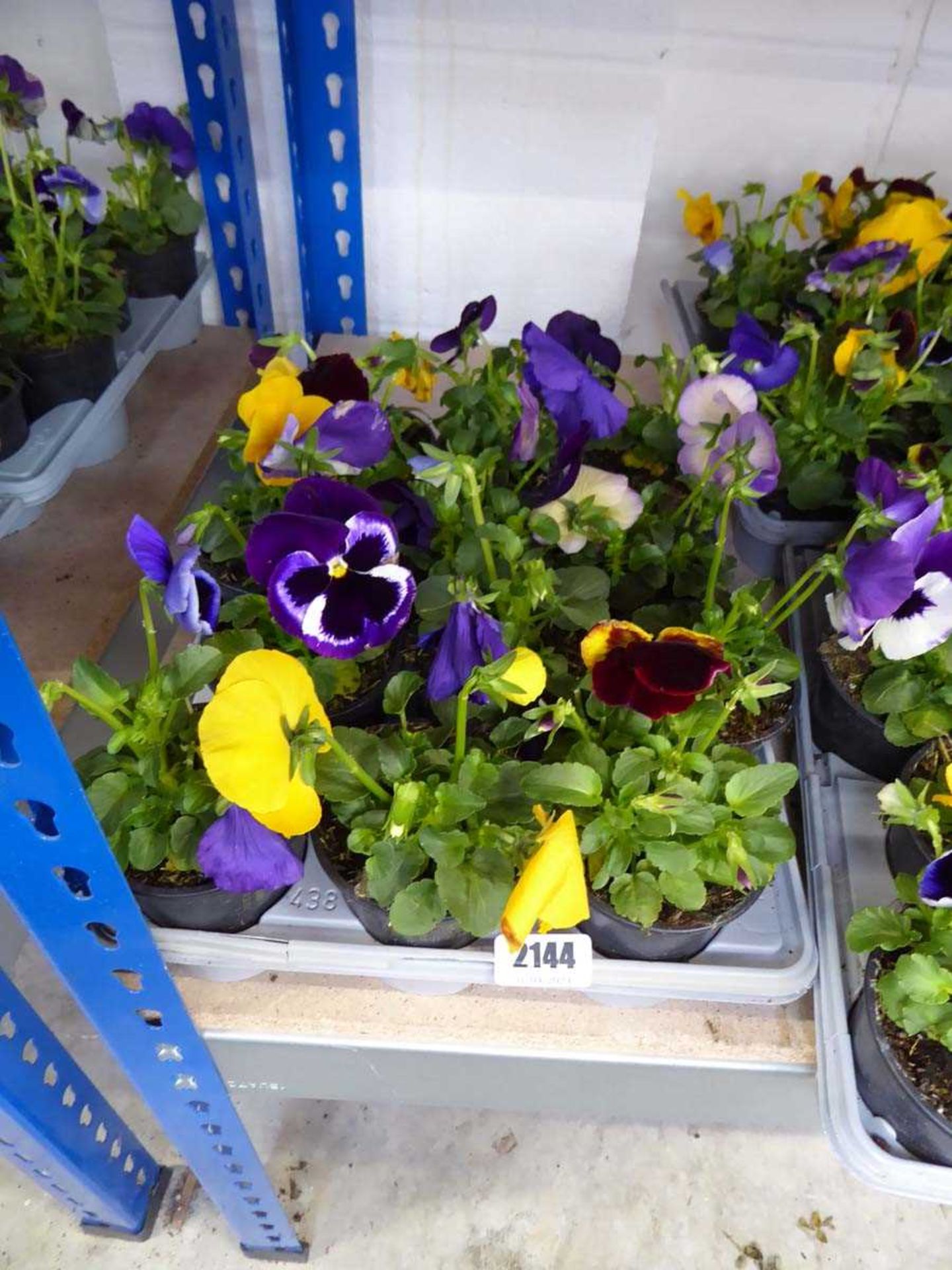 1 tray of pansy