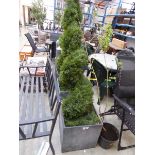 +VAT Twisted artificial conifer in grey slate effect planter