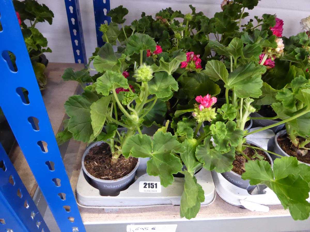 Tray of geranium