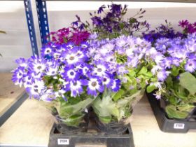 Tray containing 4 potted Senetti