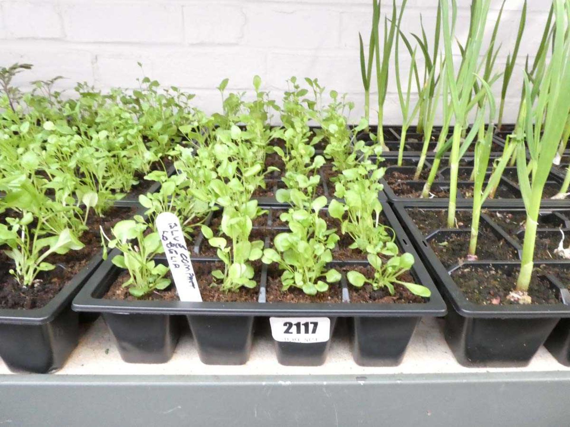 3 small tray of blue compact lobelia