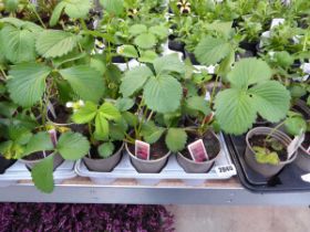 9 potted strawberry plants