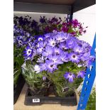 Tray containing 4 potted Senetti