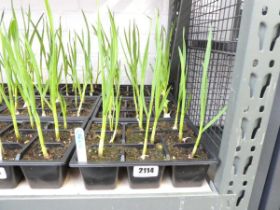 3 small tray of garlic plants