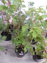 3 potted bleeding hearts