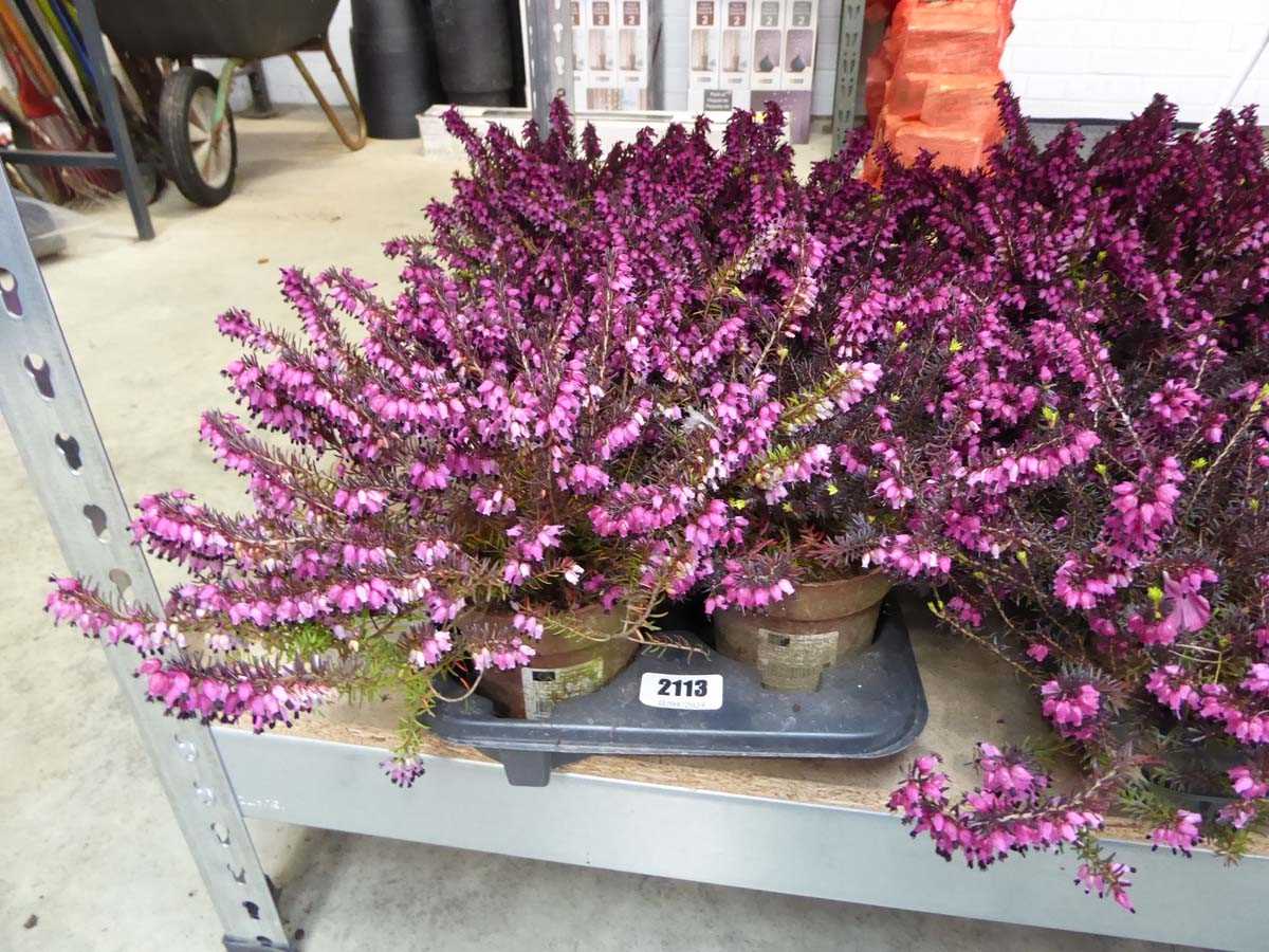 Tray of heather