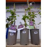 Potted clematis