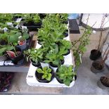 Tray of petunia plants