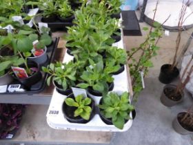 Tray of petunia plants