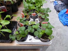 Tray containing 10 pots of Cambridge Favourite strawberry plants