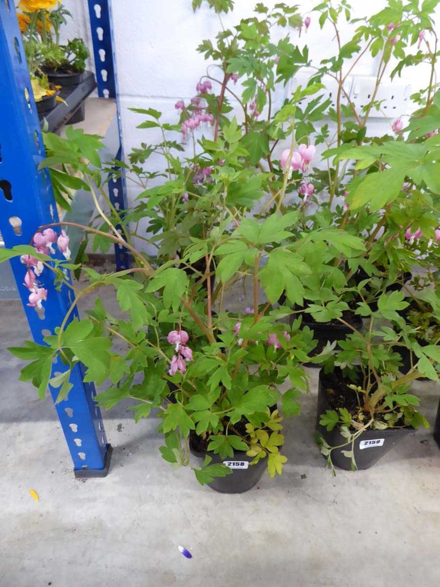 3 potted bleeding hearts