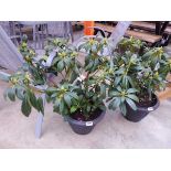 Large potted Rhododendron Libretto in purple