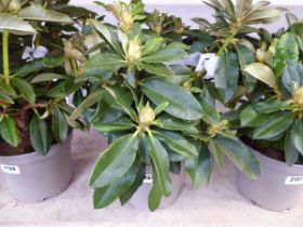 Potted Golden Torch rhododendron