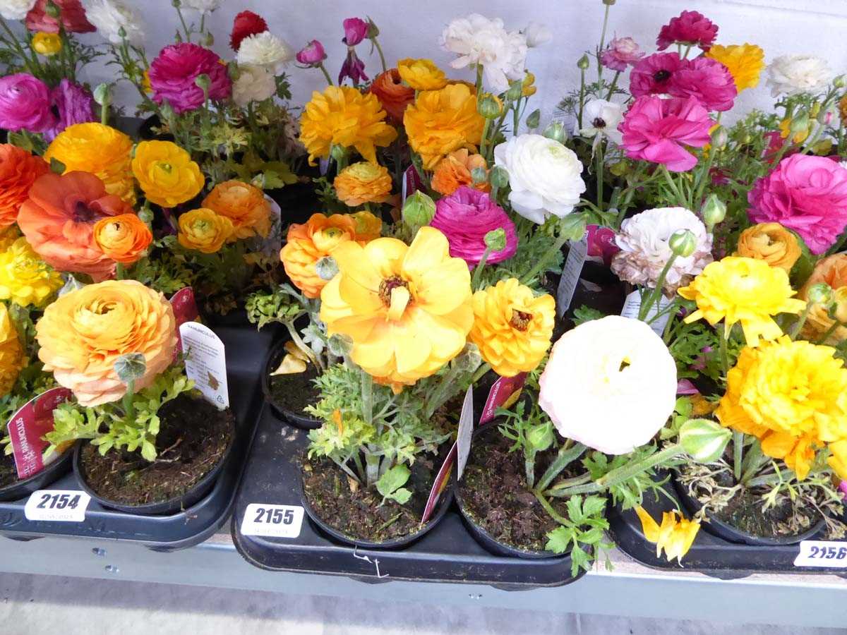 Tray of ranunculus