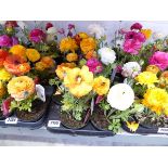 Tray of ranunculus