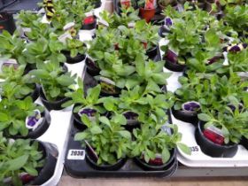 Tray of petunia plants