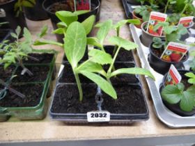 Tray of courgette plants