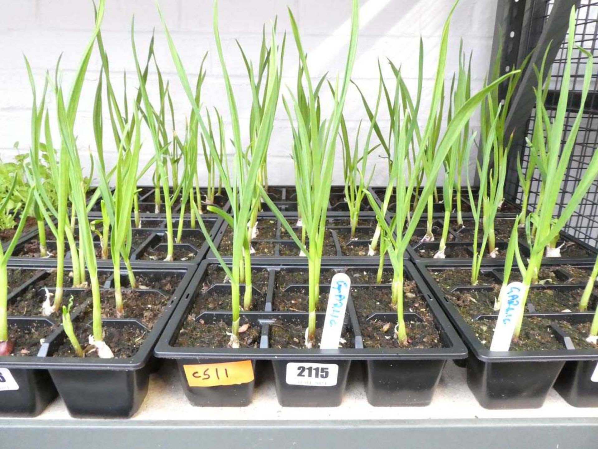 3 small tray of garlic plants