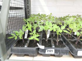 2 trays of tomato plants (golden sunrise, beef, garden pearl and alicante)