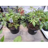 2 potted astilbes