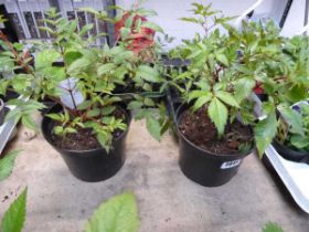 2 potted astilbes