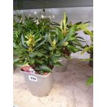 2 small potted rhododendron