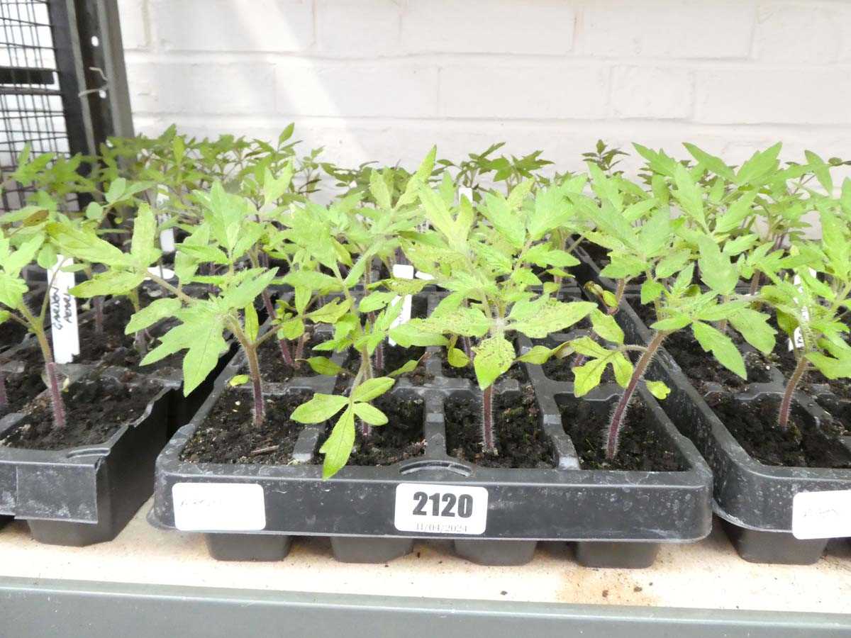 2 trays of tomato plants (golden sunrise, roma and money maker)