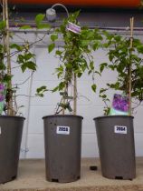 Potted clematis