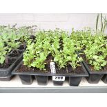 3 small tray of blue compact lobelia