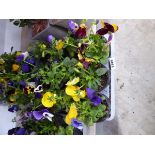 2 trays of pansy