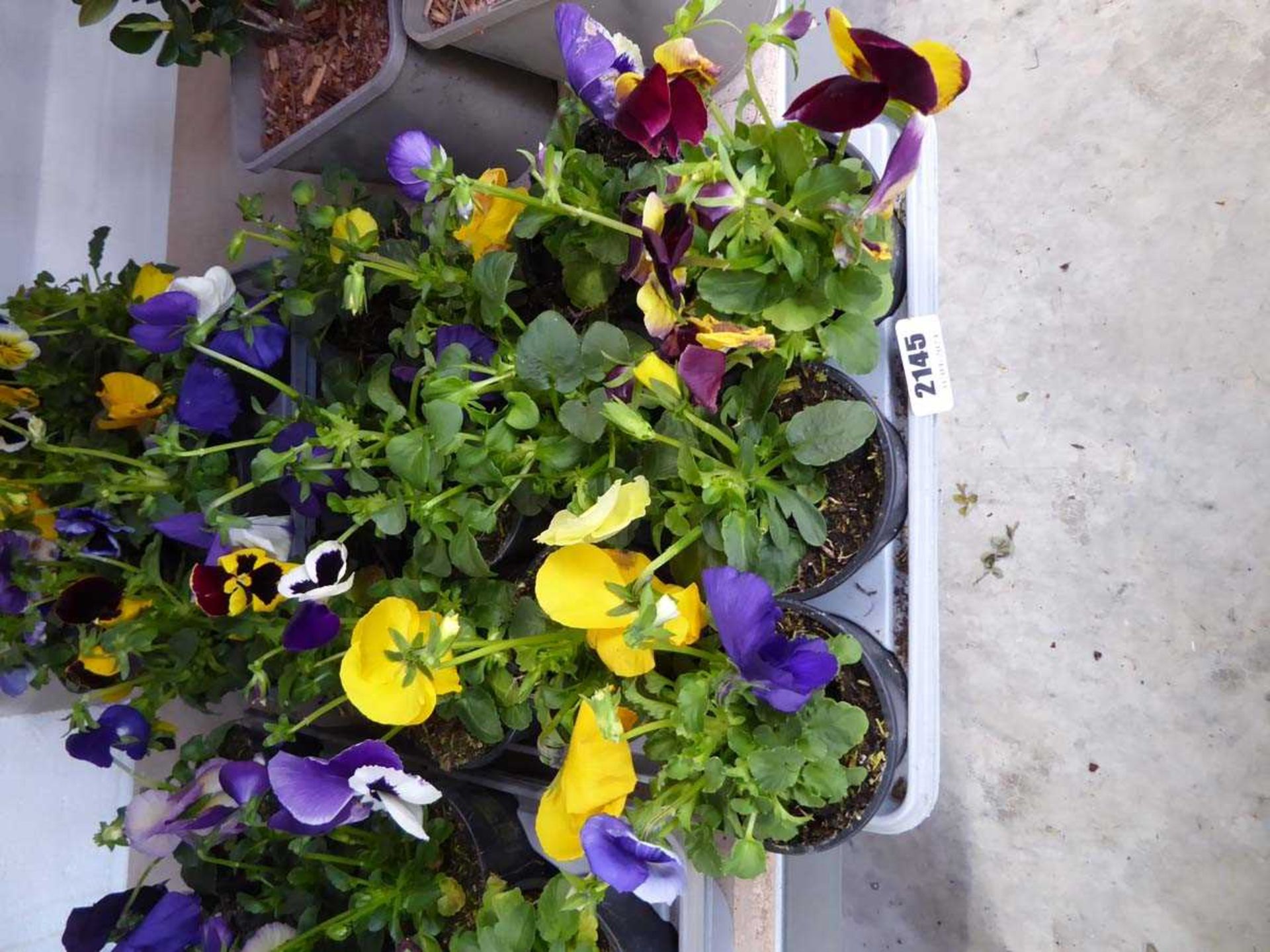 2 trays of pansy