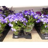 Tray containing 4 potted Senetti