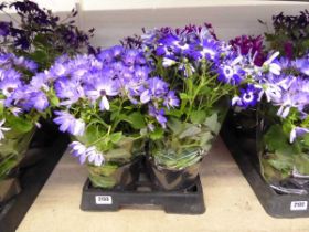 Tray containing 4 potted Senetti