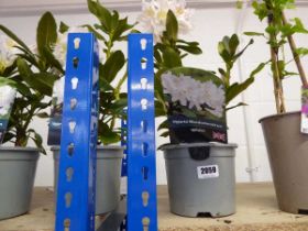 2 potted hybrid rhododendrons in white