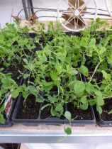 3 small trays of sweet pea plants