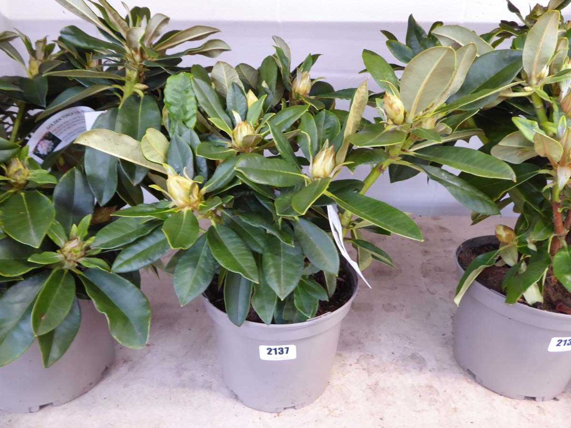 Potted Golden Torch rhododendron