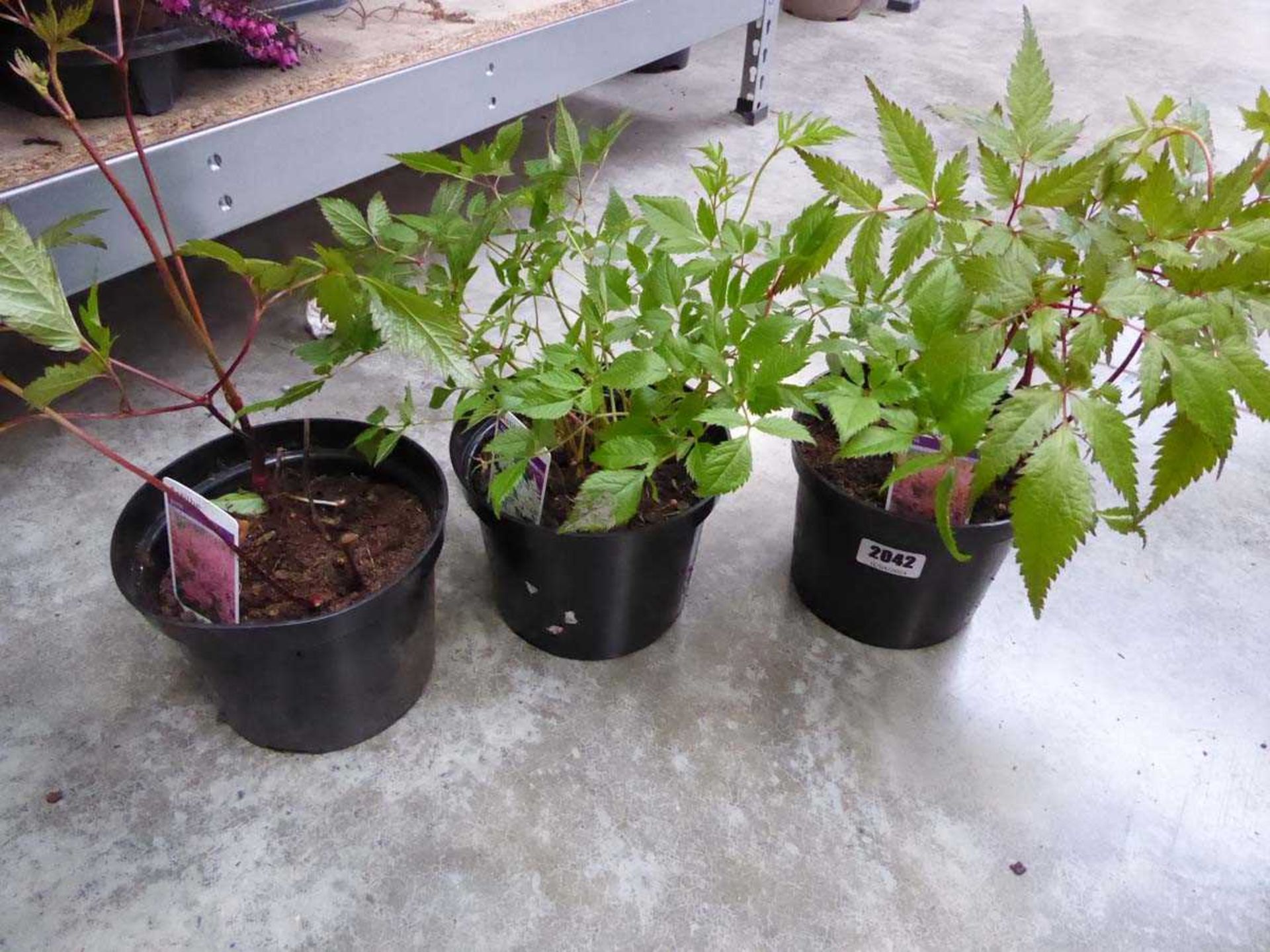 3 potted astilbes