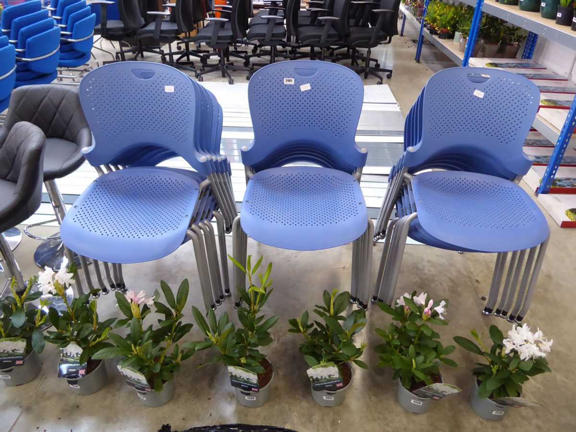 Large quantity of blue stackable chairs on metal supports