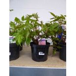 Pair of potted flowering astilbe - 1 pink, 1 red