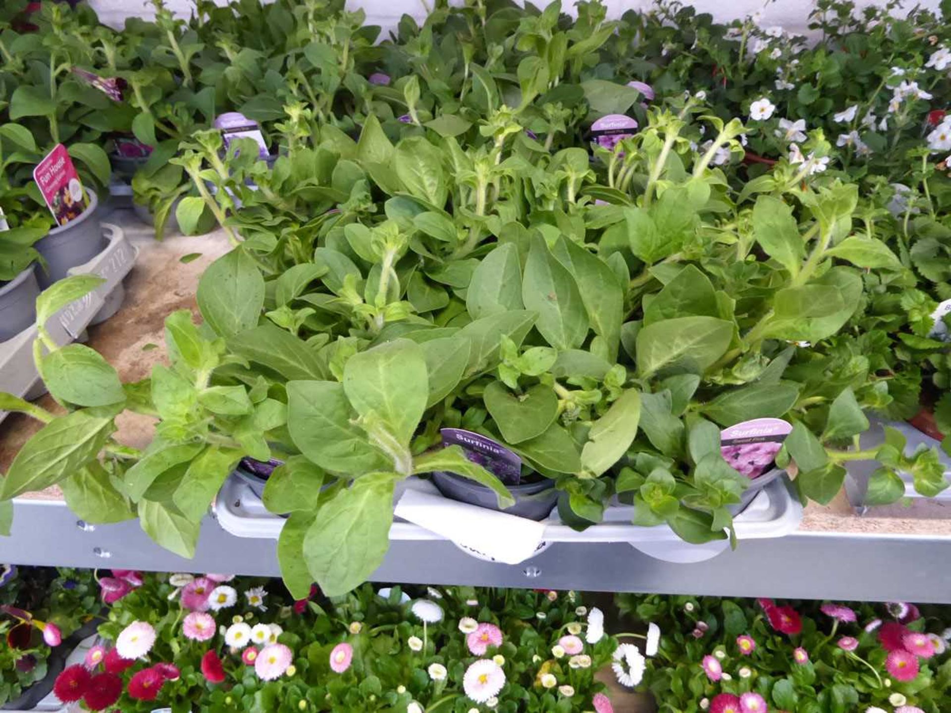 Tray containing 9 pots of mixed Surfimia