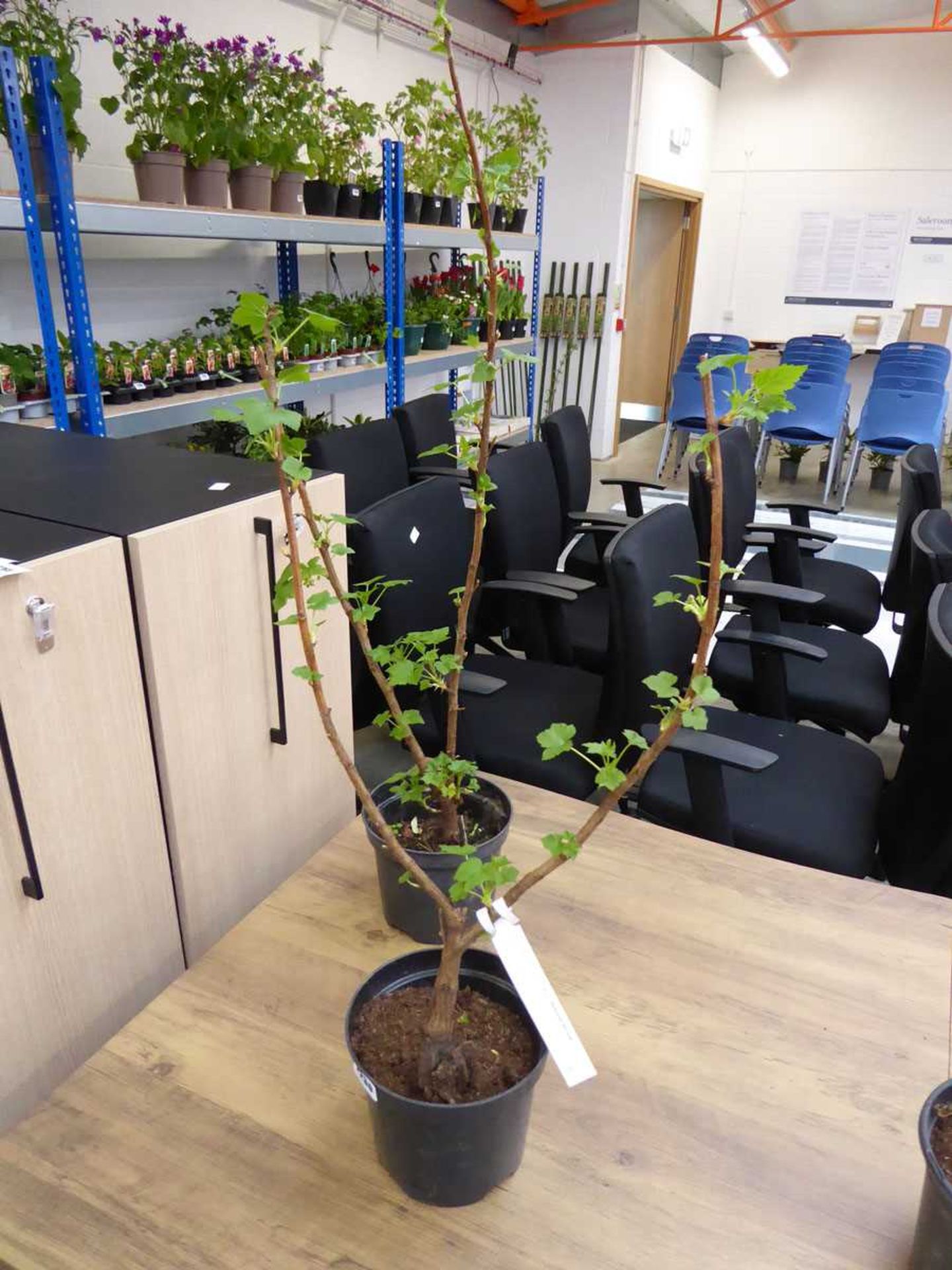 Pair of potted Ben Sarek blackcurrant bushes