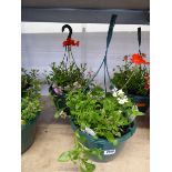 Pair of pre planted hanging baskets containing mixed plants