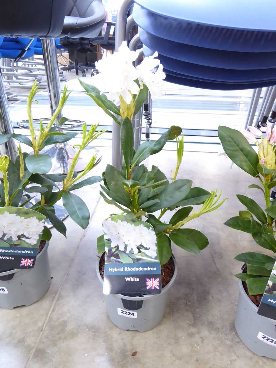 Potted white hybrid rhododendron